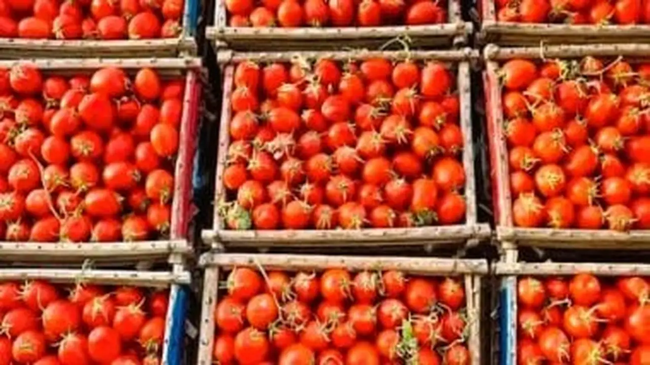 تغير جديد سعر الطماطم في أسواق القليوبية الاثنين